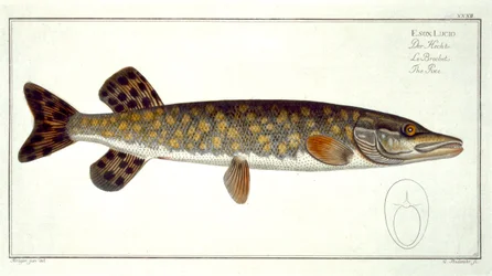 Lucio (Esox Lucio) lámina XXXII de 